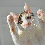 猫咪底层代码到底是什么