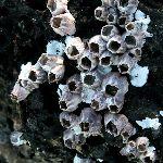 海洋生物真的拿藤壶一点办法都没有吗？